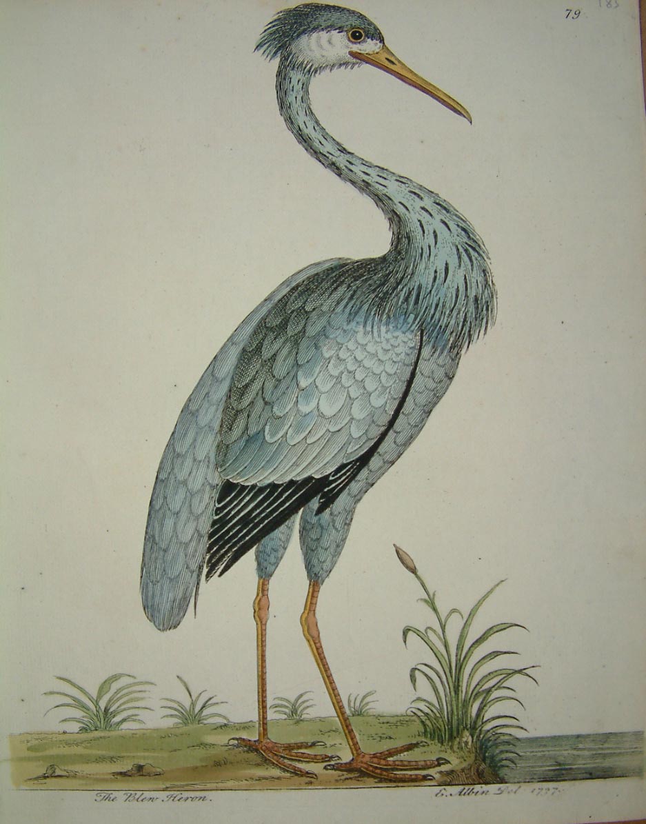 The Blew Heron decorative print