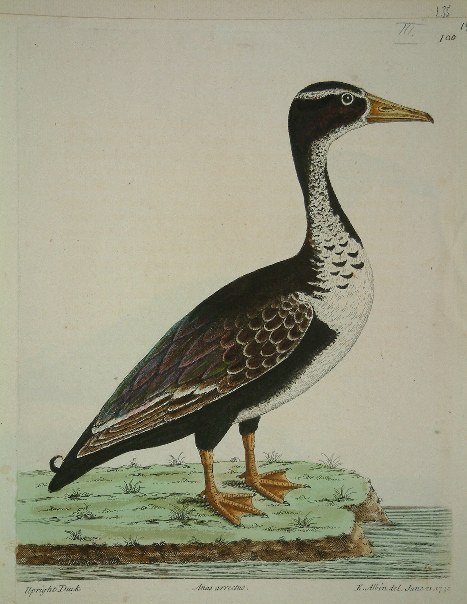 The Upright duck decorative print