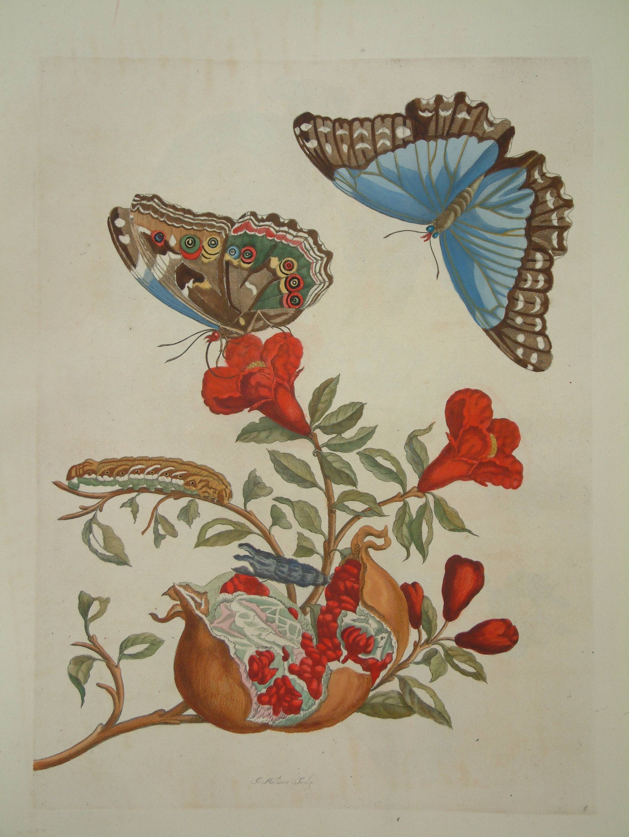 Pomegranate with large butterfly decorative print