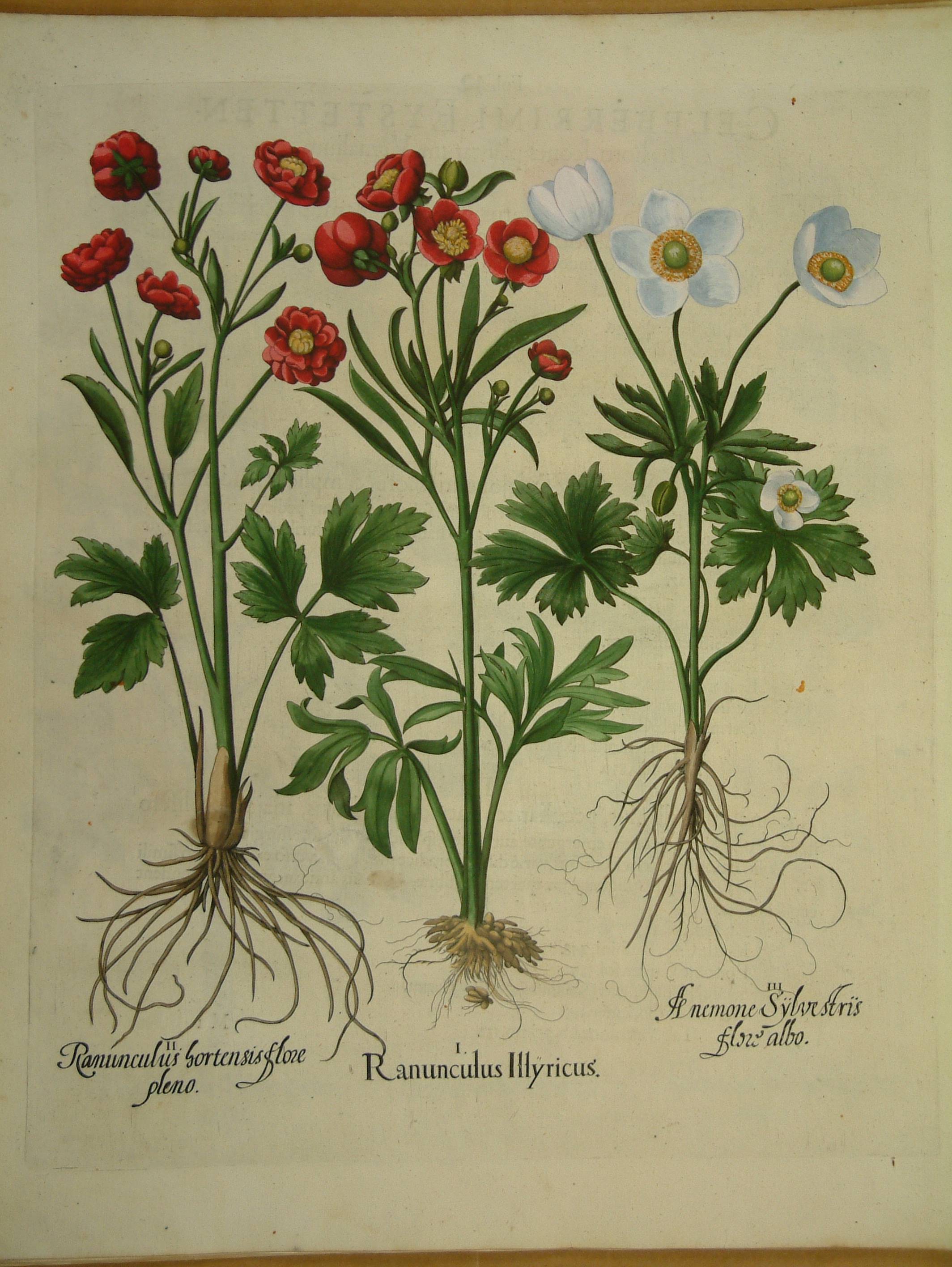 Ranunculus illyricus decorative print