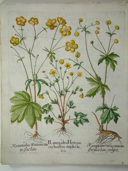 Ranunculus hortensis erectus.. decorative print